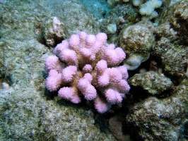 44  Rose Coral (Cauliflower Coral) IMG 2548